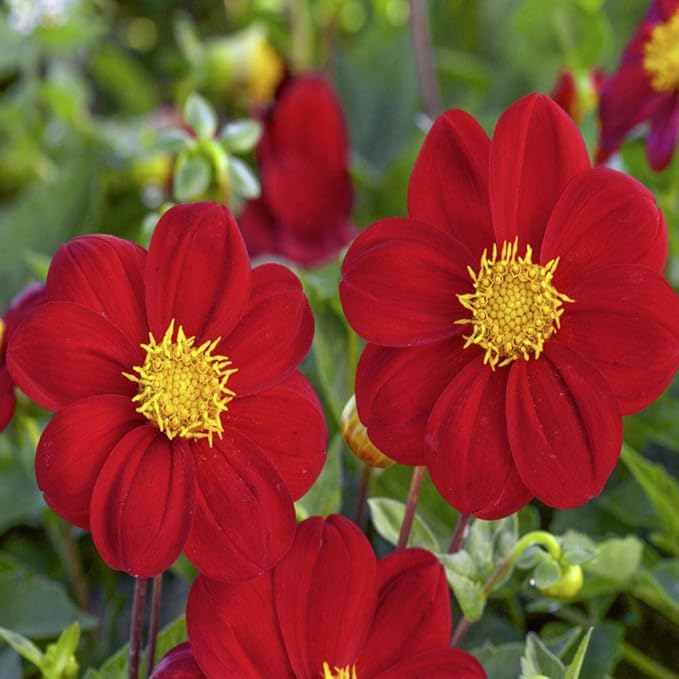 Dahlia Dahlia pinnata Mignon Roxy Red Flowering Seeds For Planting in decorative garden pots or beds