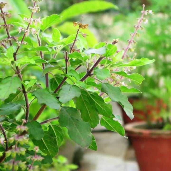 Basil Scented Herb Seeds for Planting, Unique Variety - Heirloom seeds