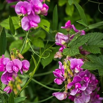 Sweet Peas Flower Seeds for Planting  -Hierloom Flower Seeds