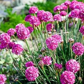Armeria Maritima Flower Seeds for Planting Dhara Seeds