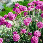 Armeria Maritima Flower Seeds for Planting Dhara Seeds
