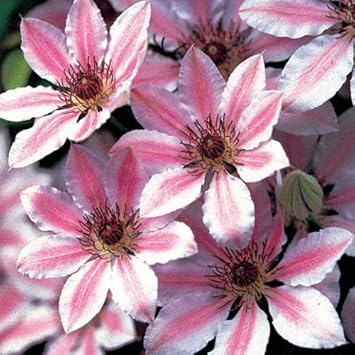Mixed Nelly Moser Flower Seeds for Planting - 100 seeds for planting in home garden