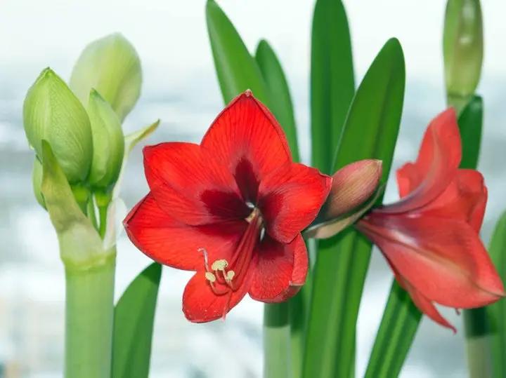 Amaryllis Flower Planting Seeds for Garden NON GMO Seeds Dhara Seeds