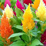Celosia – ornamental plant for planting in bonsai pot or garden
