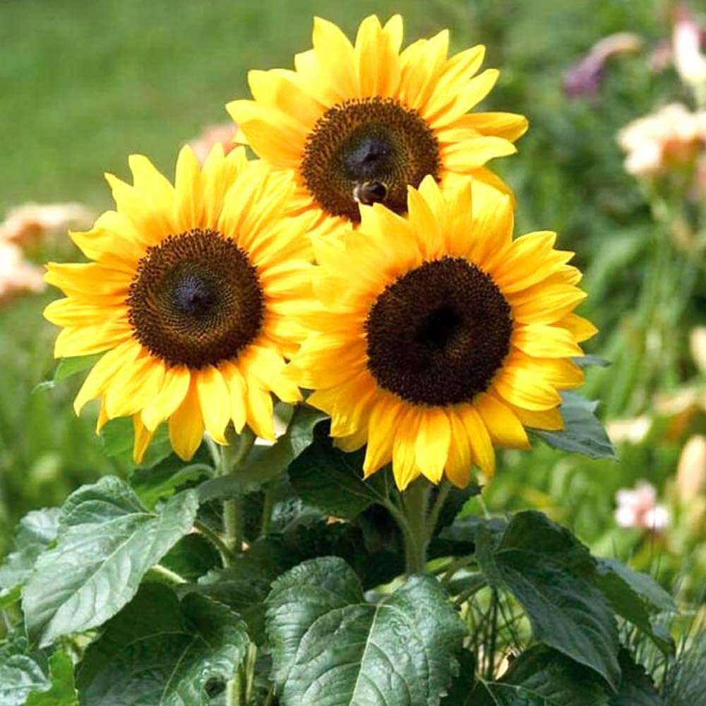 Sunflower Seeds for Planting for Home Garden and Flower Bed