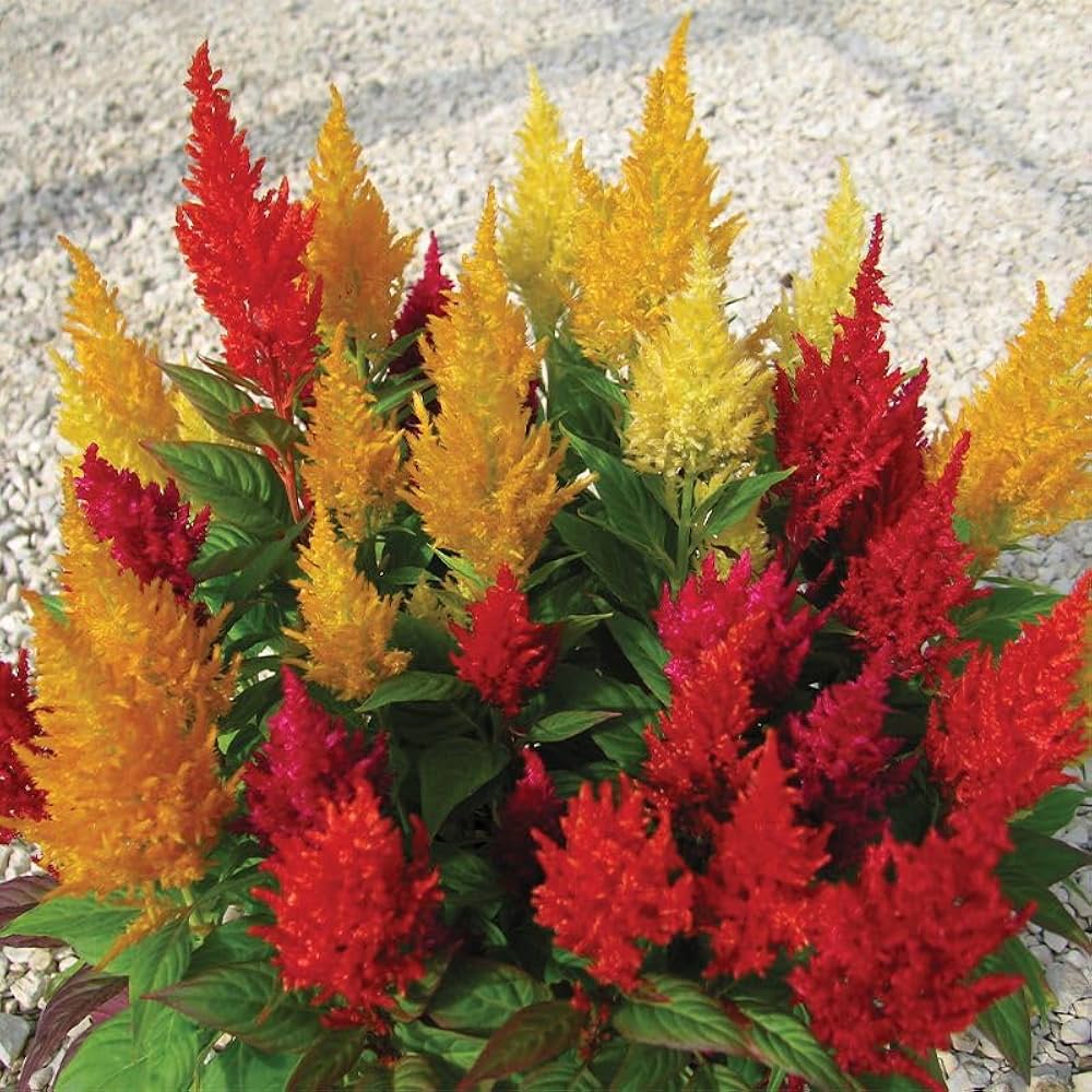 Celosia Seeds for Planting Celosia argentea for flower beds and container gardens