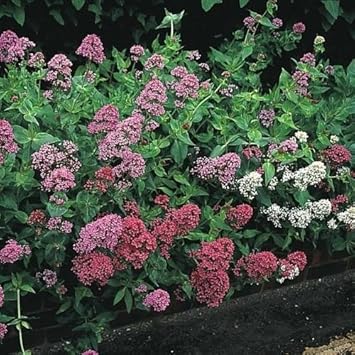 Mixed Jupiter's Flower Seeds for Planting - 100 pcs