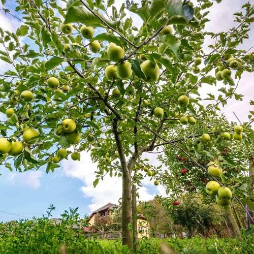 Green Apple Tree - Heirloom, Non - Gmo Seeds