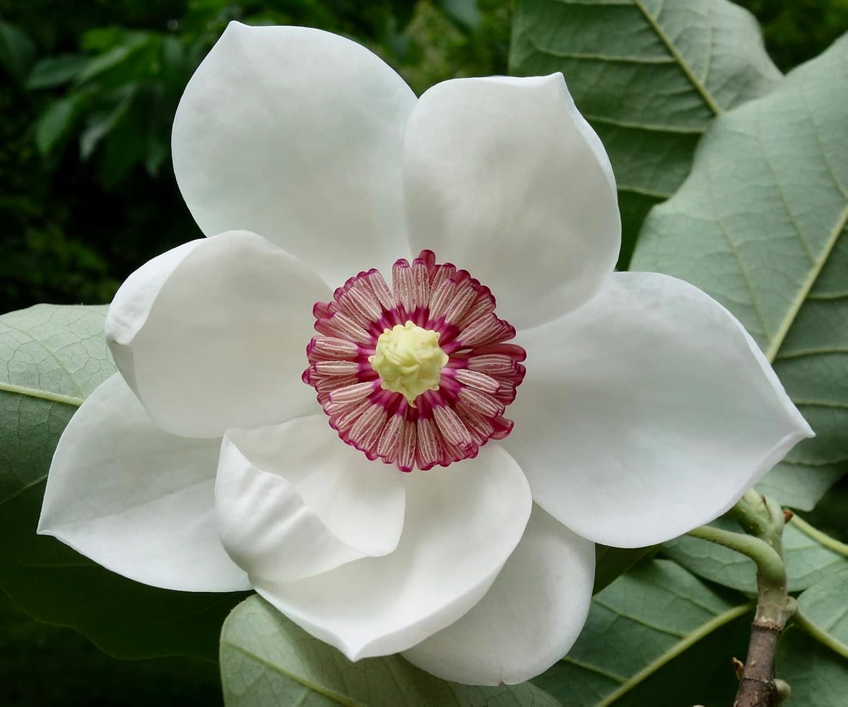 Yulan White Flower Seeds for Planting - 100 pcs for planting in your garden.
