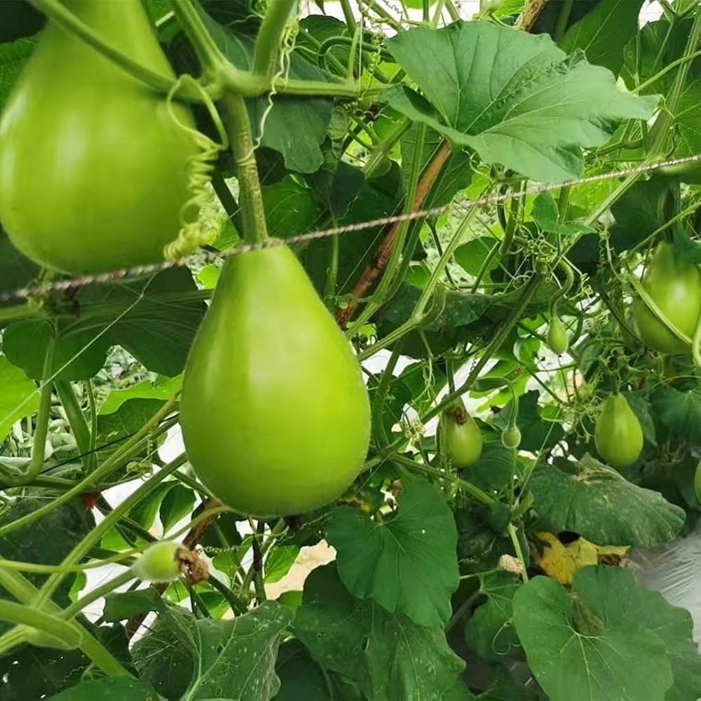 Bottle Gourd Seeds for Planting Lagenaria Siceraria vegetable patch vertical garden