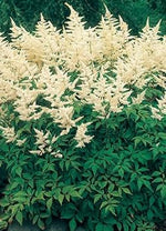 Heirloom Non-GMO Cream Astilbe Flower Seeds for Garden Planting – Elegant Blooms seeds for planting in home garden