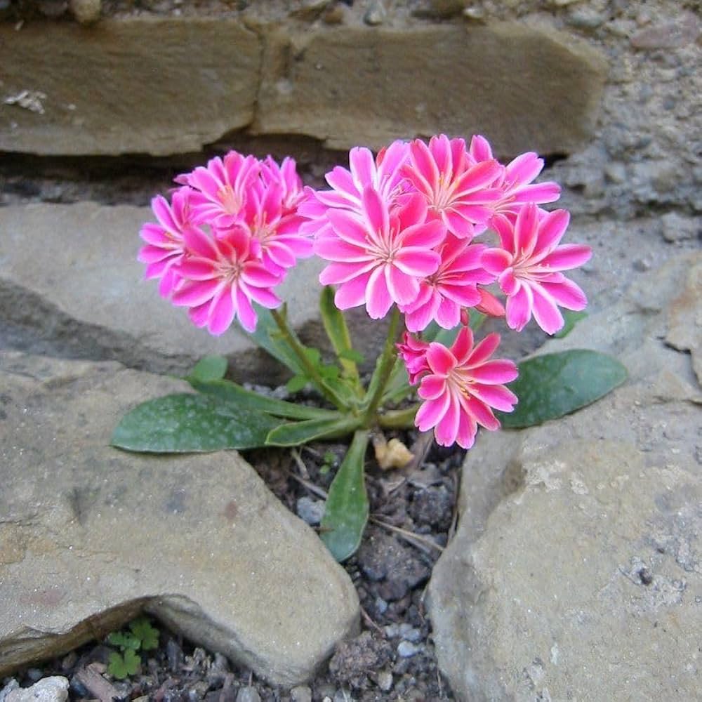Lewisia Rainbow Seeds – Colorful Blooms for Rock Gardens – Dharaseeds