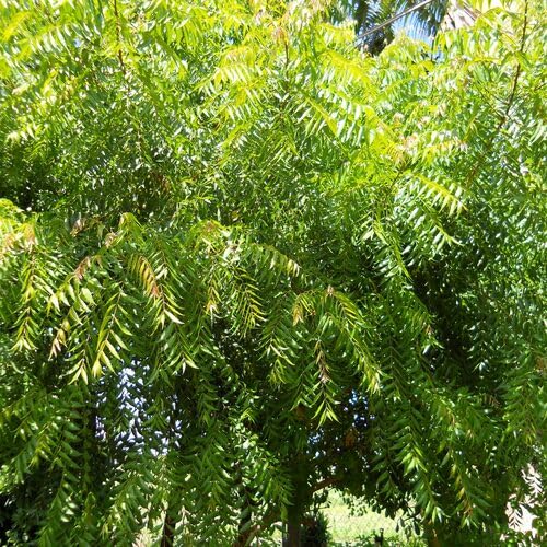 Green Neem Azadirachta Indica Tree - Heirloom, Non - Gmo Seeds
