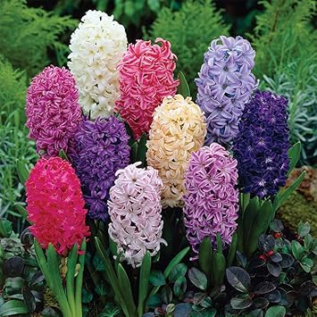 Hyacinthus Orientalis Seeds for Planting NON GMO Seeds seeds for planting in home garden