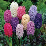 Hyacinthus Orientalis Seeds for Planting NON GMO Seeds seeds for planting in home garden