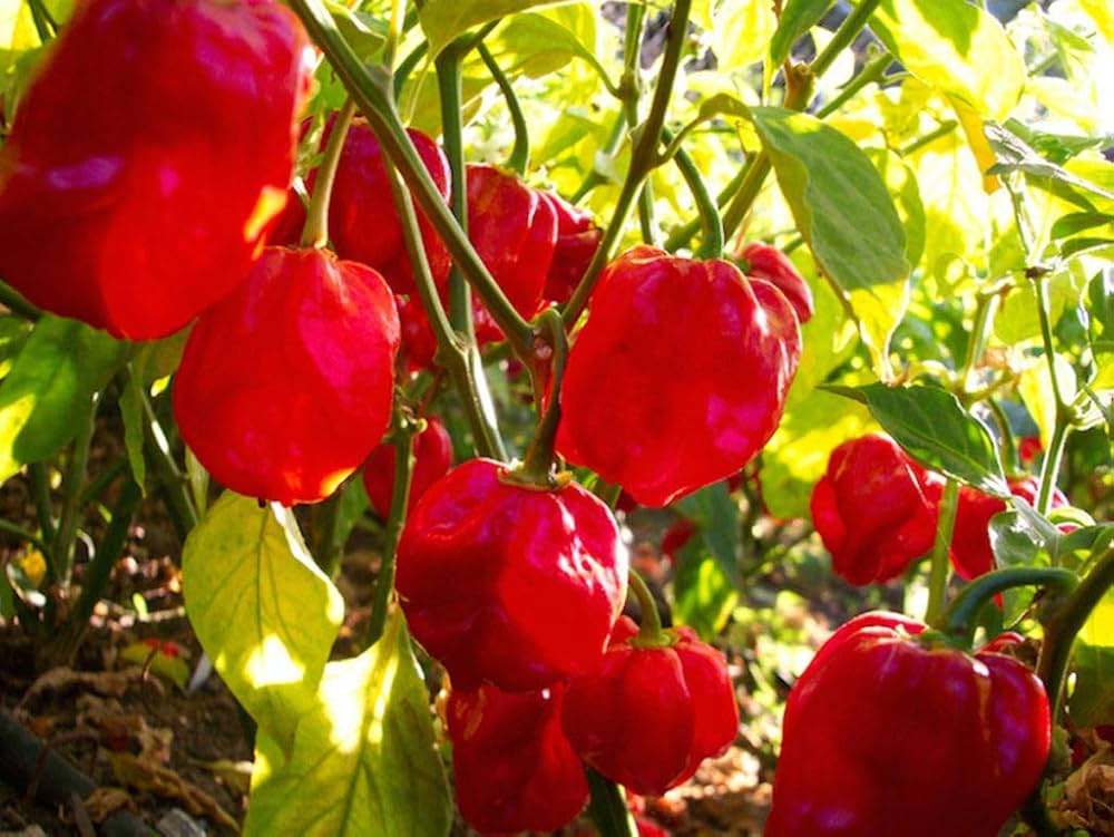 Pepper Capsicum Chinense Organic Heirloom Habanero Vegetable Seeds for Planting – Ideal for Spicy Kitchen Garden