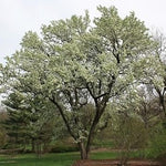 Green Manchurian Flowering Tree Seeds for Planting - 100 seeds for planting in home garden