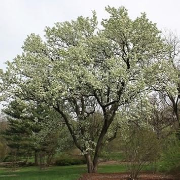 Green Manchurian Flowering Tree Seeds for Planting - 100 seeds for planting in home garden