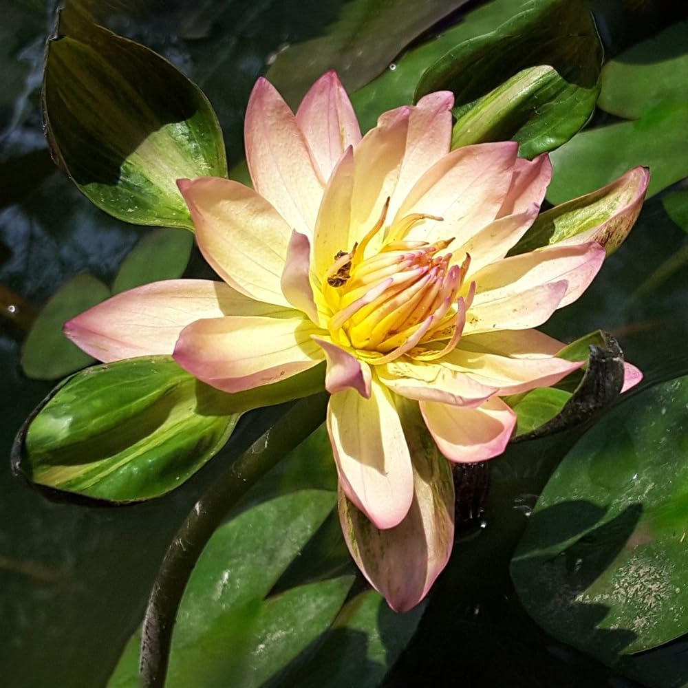 Nymphaea Orange Nangkwag (Tropical Water Lily)