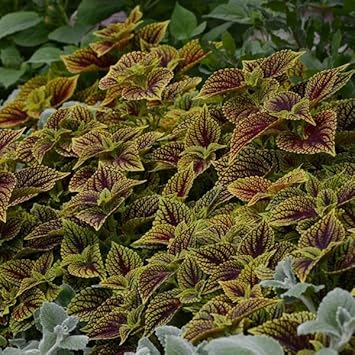 Heirloom Green Brown Coleus Seeds for Planting – Non-GMO, Unique Colorful Foliage Variety seeds for planting in home garden
