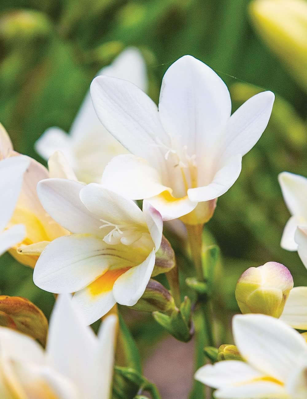 Heirloom Non-GMO Cream Freesia Flower Seeds for Planting – Fragrant Spring Garden Blooms seeds for planting in home garden