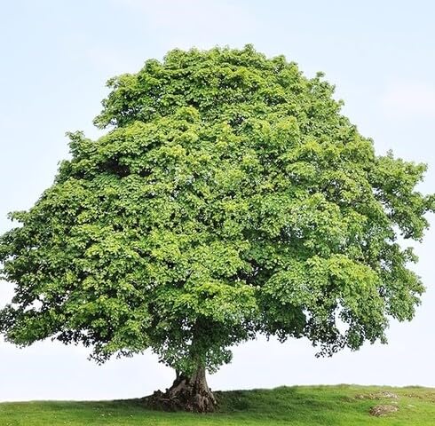 Green Sycamore Tree - Heirloom, Non - Gmo Seeds