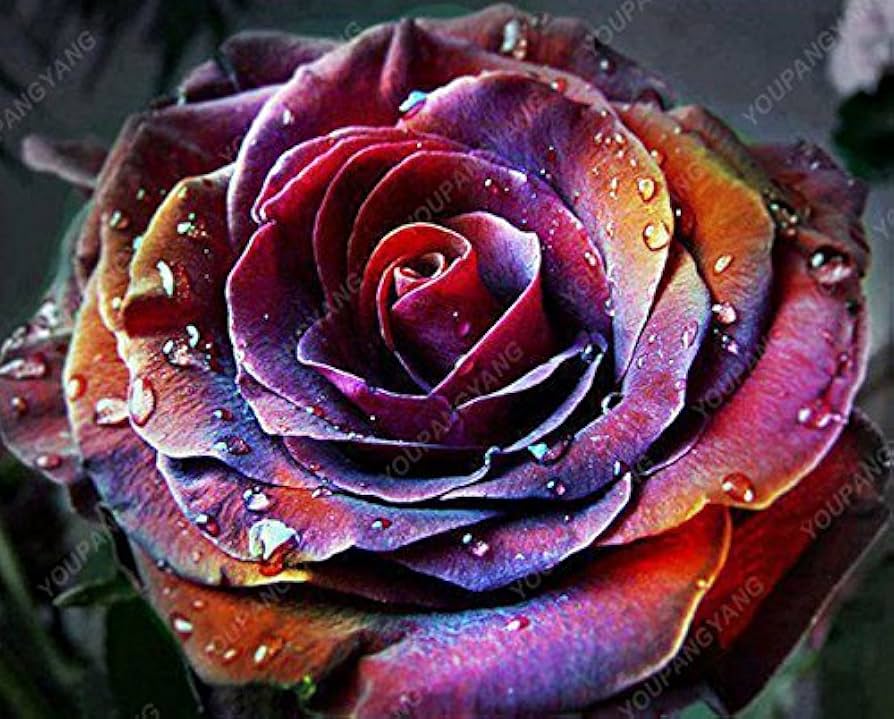 Chocolate Rose for planting