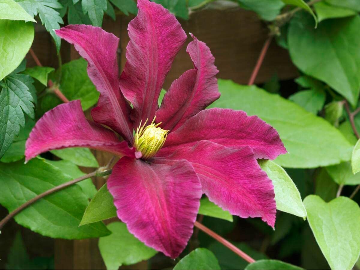 Heirloom Pink Yellow Clematis Flower Seeds – Non-GMO Climbing Garden Blooms for Planting seeds for planting in home garden