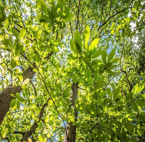 Green Genus Castanea Tree