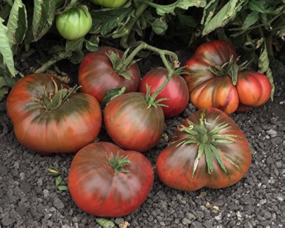 Brandywine Tomato Seeds – Heirloom, Non-GMO, High Germination Organic Garden Seeds