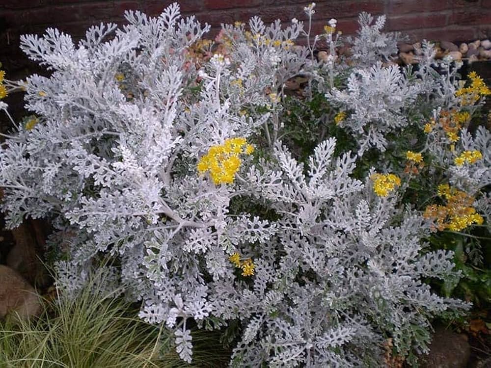 Dusty Miller Cineraria Maritima Silverdust Flower Seeds for Planting