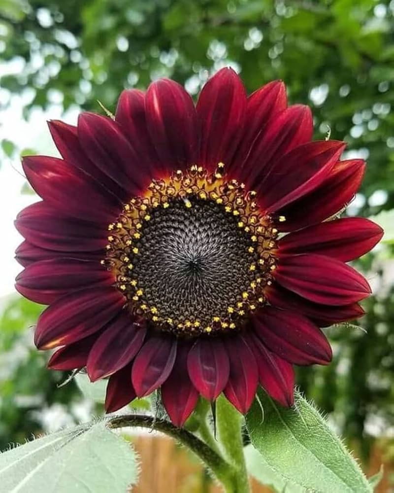 Heirloom Helianthus Sunflower Seeds - Jerusalem Artichoke Red Flower Seeds - Large Seeds for Planting