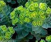 Green Euphorbia Myrsinites Plant Seeds for Planting - NON GMO Seeds Dhara Seeds