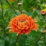 Orange yellow chrysanthemum seeds for outdoor plants and garden decoration