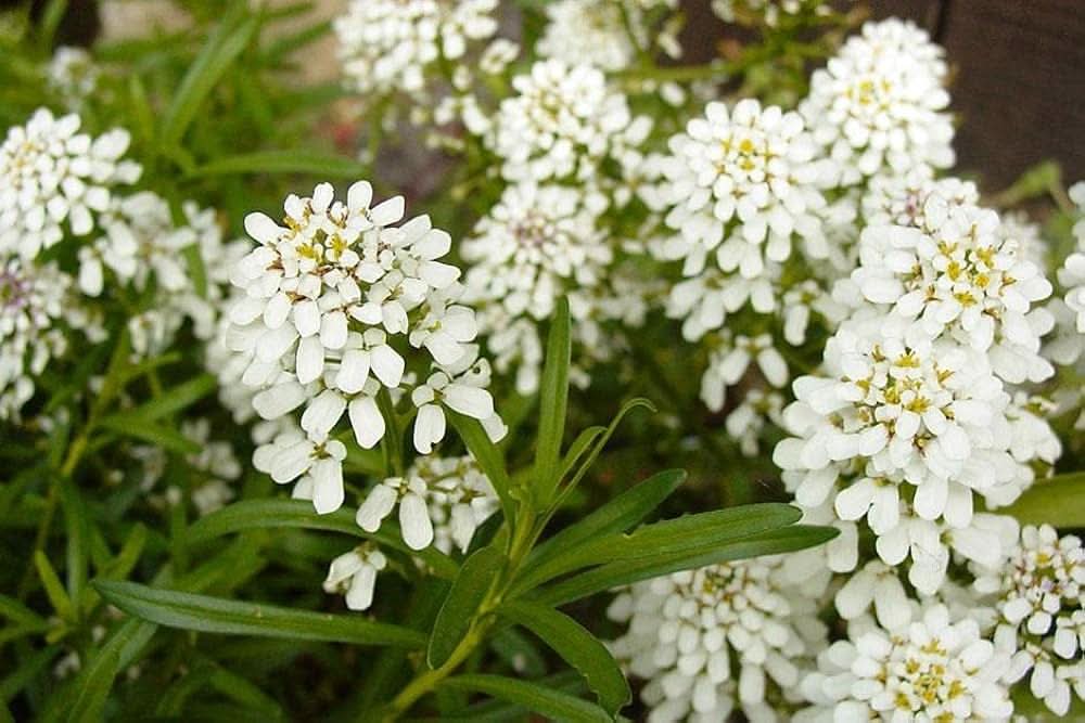 White Empress Candytuft Iberis Amara Flower Seeds