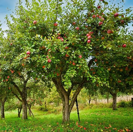 Green Apple Tree - Heirloom, Non - Gmo Seeds