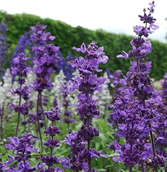 Violet (Violet scientific name) for planting in garden