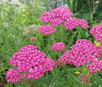 Pink Cerise Flower Seeds for Planting - NON GMO Seeds Dhara Seeds