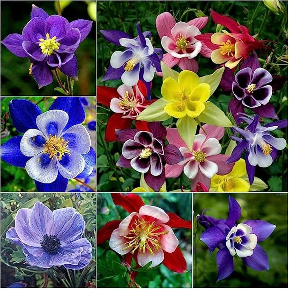 Aquilegia (Aquilegia vulgaris) for planting in bonsai or gardens