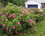 Red Rugosa Rose Flower Heirloom Non Gmo Image
