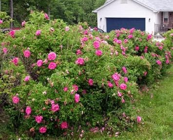 Red Rugosa Rose Flower Heirloom Non Gmo Image