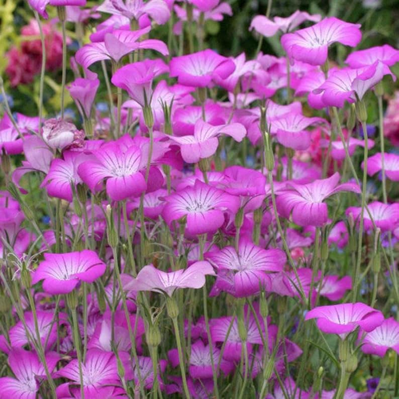 Agrostemma Rose Seeds for Elegant, Hardy Garden Flowers