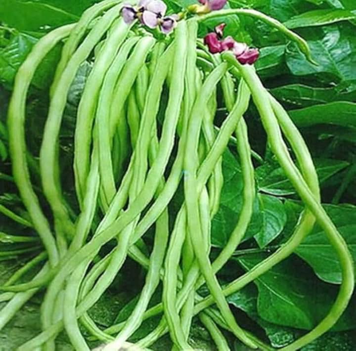 Venezia Bean Seeds for Planting - Unique Variety heirloom & Non GMO Seeds