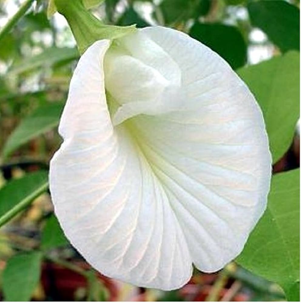 Clitoria Flower Seeds for Planting, White Blooms, 100 pcs for planting in your garden.