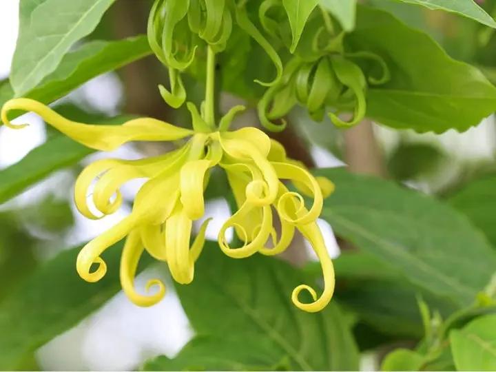 Cananga Odorata Flower Seeds for Planting - NON GMO Seeds Dhara Seeds