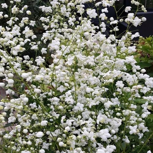 White Thalictrum Flower