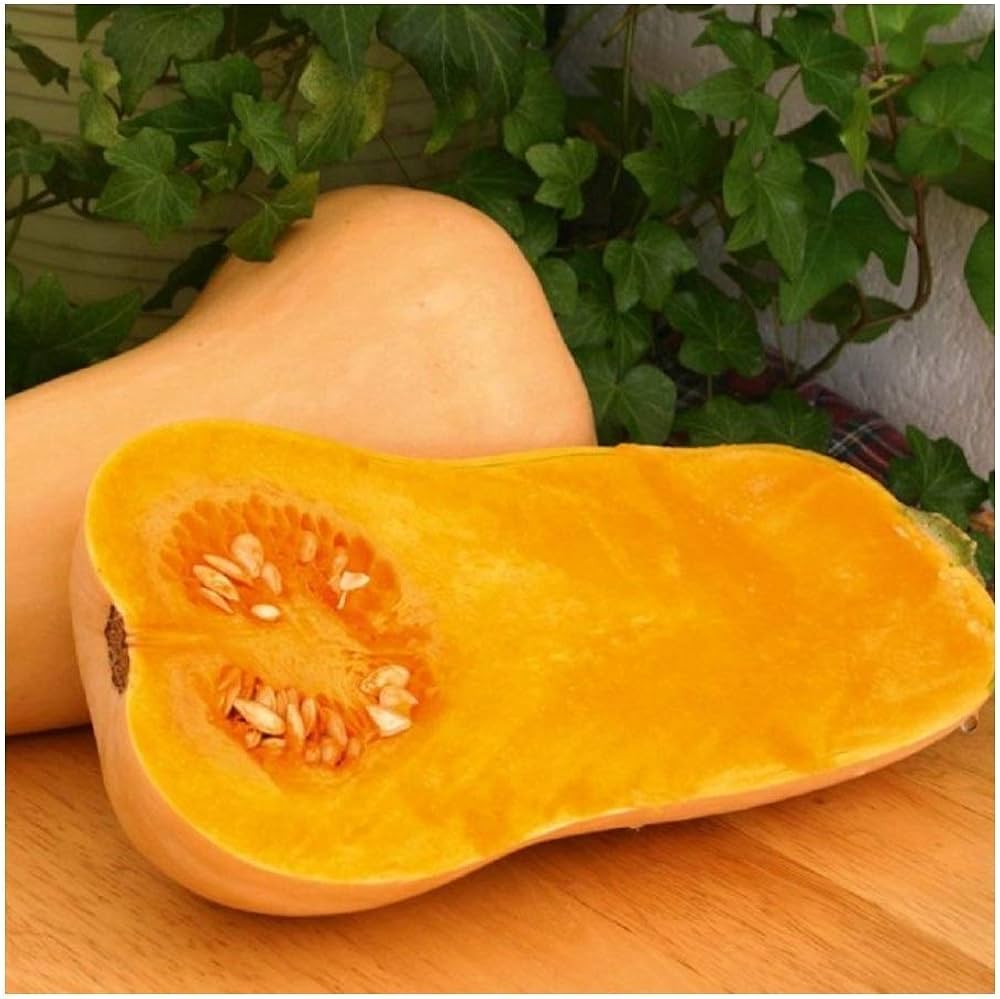 Butternut squash – Cucurbita moschata – edible vegetable seed