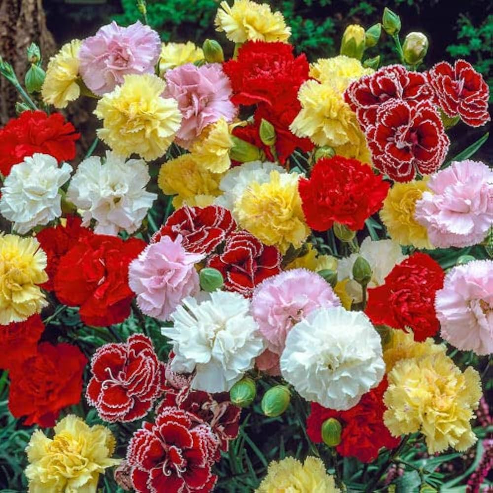 Inkarnatklee French-Italian Carnation Seeds – Sun Palace Perennial Flower Mix