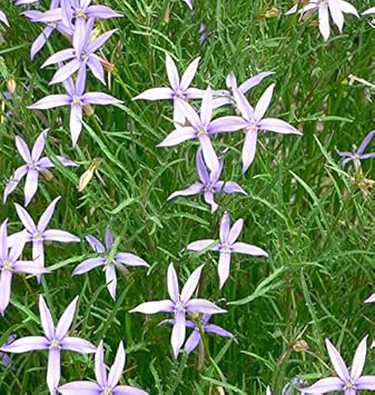 Violet Isotoma Axillaris Flower Seeds for Planting - 100