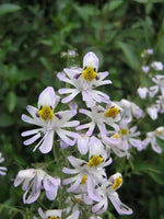 Schizanthus Flower Seeds for Planting - NON GMO Seeds Dhara Seeds